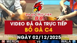 Video đá gà CPC4 Ngày 02-12-2025 - Đá gà 88