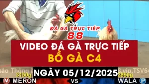 Video đá gà CPC4 Ngày 05-12-2025 - Đá gà 88