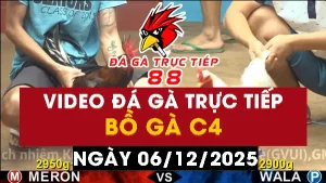 Video đá gà CPC4 Ngày 06-12-2025 - Đá gà 88