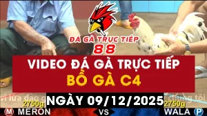 Video đá gà CPC4 Ngày 09-12-2025 - Đá gà 88