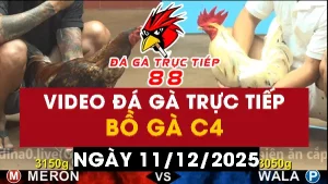 Video đá gà CPC4 Ngày 11-12-2025 - Đá gà 88