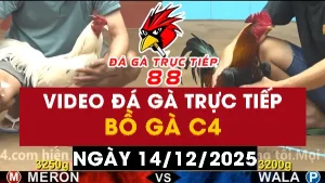 Video đá gà CPC4 Ngày 14-12-2025 - Đá gà 88