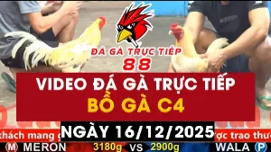 Video đá gà CPC4 Ngày 16-12-2025 - Đá gà 88