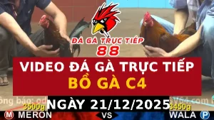 Video đá gà CPC4 Ngày 21-12-2025 - Đá gà 88