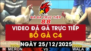 Video đá gà CPC4 Ngày 25-12-2025 - Đá gà 88