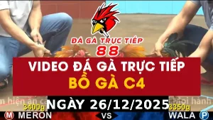 Video đá gà CPC4 Ngày 26-12-2025 - Đá gà 88