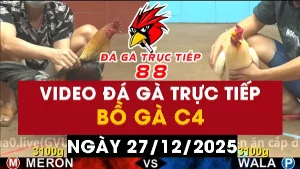 Video đá gà CPC4 Ngày 27-12-2025 - Đá gà 88