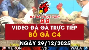 Video đá gà CPC4 Ngày 29-12-2025 - Đá gà 88