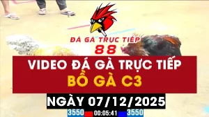 Video đá gà CPC3 Ngày 07-12-2025 - Đá gà 88