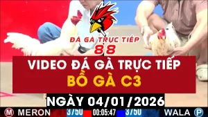 Video đá gà CPC3 Ngày 04-01-2026 - Đá gà 88