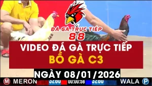 Video đá gà CPC3 Ngày 08-01-2026 - Đá gà 88