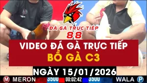 Video đá gà CPC3 Ngày 15-01-2026 - Đá gà 88