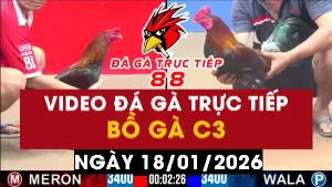 Video đá gà CPC3 Ngày 18-01-2026 - Đá gà 88