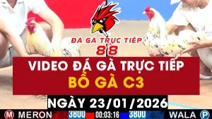 Video đá gà CPC3 Ngày 23-01-2026 - Đá gà 88