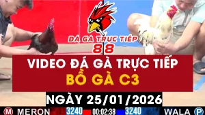 Video đá gà CPC3 Ngày 25-01-2026 - Đá gà 88