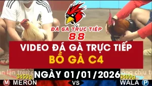 Video đá gà CPC4 Ngày 01-01-2026 - Đá gà 88