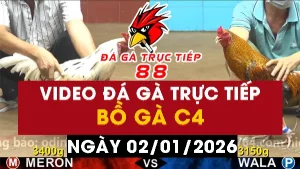 Video đá gà CPC4 Ngày 02-01-2026 - Đá gà 88