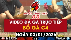 Video đá gà CPC4 Ngày 03-01-2026 - Đá gà 88