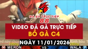 Video đá gà CPC4 Ngày 11-01-2026 - Đá gà 88