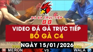 Video đá gà CPC4 Ngày 15-01-2026 - Đá gà 88