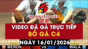 Video đá gà CPC4 Ngày 16-01-2026 - Đá gà 88