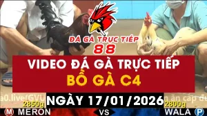 Video đá gà CPC4 Ngày 17-01-2026 - Đá gà 88