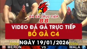 Video đá gà CPC4 Ngày 19-01-2026 - Đá gà 88