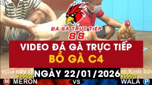 Video đá gà CPC4 Ngày 22-01-2026 - Đá gà 88