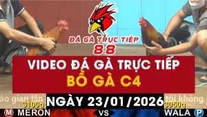 Video đá gà CPC4 Ngày 23-01-2026 - Đá gà 88