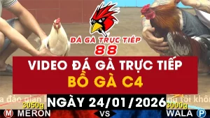 Video đá gà CPC4 Ngày 24-01-2026 - Đá gà 88