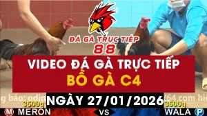 Video đá gà CPC4 Ngày 27-01-2026 - Đá gà 88
