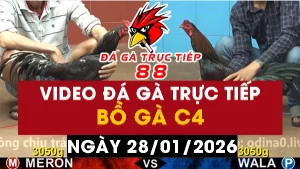 Video đá gà CPC4 Ngày 28-01-2026 - Đá gà 88