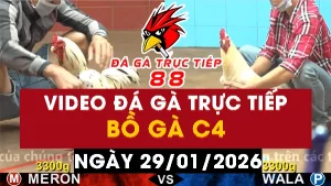Video đá gà CPC4 Ngày 29-01-2026 - Đá gà 88