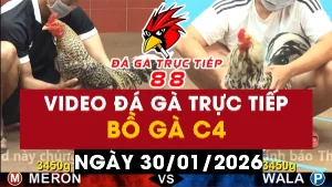 Video đá gà CPC4 Ngày 30-01-2026 - Đá gà 88
