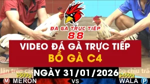Video đá gà CPC4 Ngày 31-01-2026 - Đá gà 88