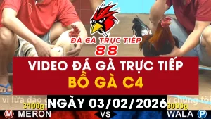 Video đá gà CPC4 Ngày 03-02-2026 - Đá gà 88