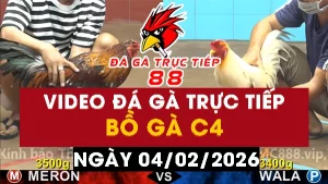 Video đá gà CPC4 Ngày 04-02-2026 - Đá gà 88