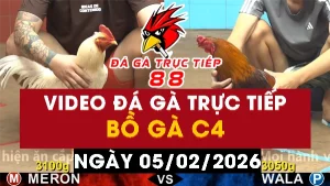 Video đá gà CPC4 Ngày 05-02-2026 - Đá gà 88