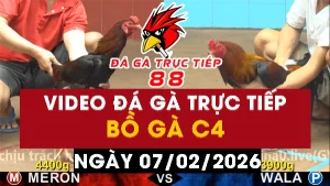 Video đá gà CPC4 Ngày 07-02-2026 - Đá gà 88